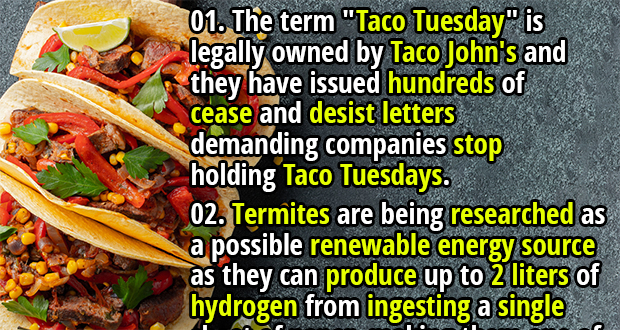 Taco Randomness 25 Random Facts List #3 - Fact Republic