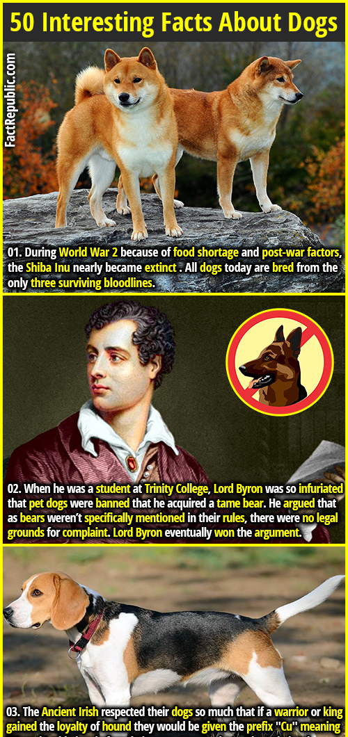 50 Interesting Facts About Dogs | Fact Republic