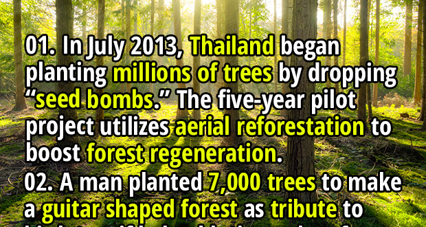 100 Interesting Facts About Forests - Fact Republic