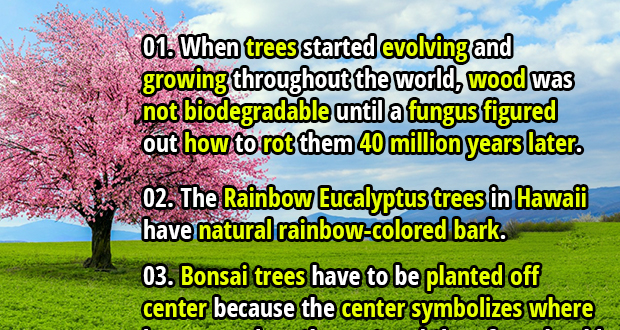 50 Interesting And Gripping Facts About Trees Fact Republic