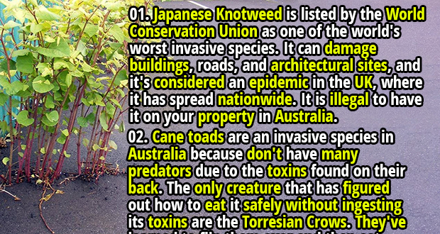 50 Interesting Facts about Invasive Species - Page 2 of 2 - Fact Republic